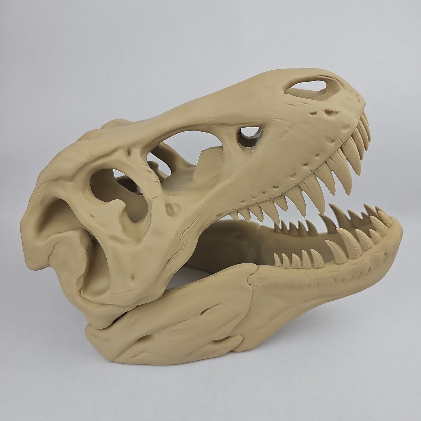 T-Rex Dinosaur Skull - 11" Long x 8" Tall
