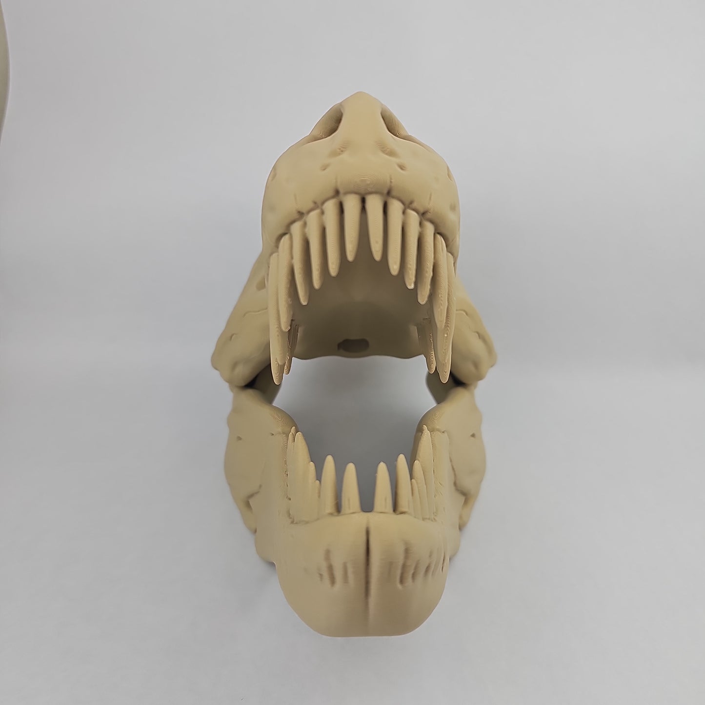 T-Rex Dinosaur Skull - 11" Long x 8" Tall